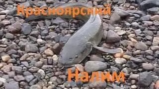 Диалоги о рыбалке - 168 - Красноярский край, притока Бахты. Енисей.