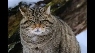 Кавказский лесной кот