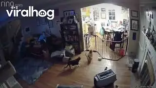 Orange Cat Attempts Kitty Gate Jump