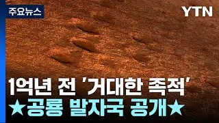 1억 년 전 찍힌 거대한 족적...군산 공룡 발자국 일반에 공개 / YTN