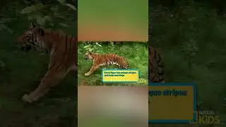 Rawr! Tigers may be cute but, I wouldn't have them as a pet 🐯 