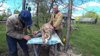 ЗДЕСЬ ВРЕМЯ ОСТАНОВИЛОСЬ. ЖИЗНЬ в ГЛУХОЙ БЕЛОРУССКОЙ ДЕРЕВНЕ в ЛЕСУ. №255