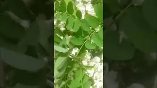 Медонос АКАЦИЯ 