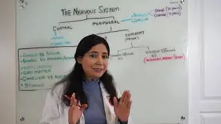 Organization of the Nervous system