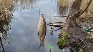 Рыбалка с Димоном и первые караси