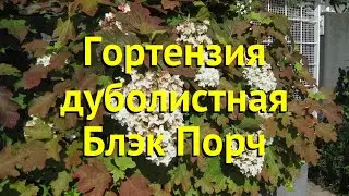 Гортензия дуболистная. Краткий обзор, описание характеристик hydrangea quercifolia black porch