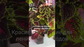Красивое растение для ленивых садоводов 