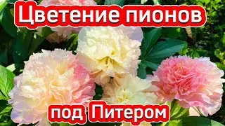 Цветение ПИОНОВ под Питером