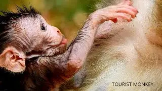 Monkey Leyla giving birth, Lola newborn baby monkey need milk urgent, TM 708