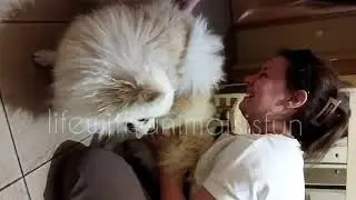 Вязка шпицев первый день. Белла скоро станет мамой🥰 