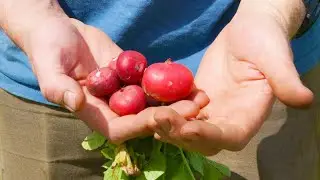 From Farm to You: Radishes