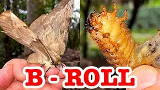Brush Turkey Spider Holes B-Roll Autumn Revisit Giant Moth & Beetle Grub