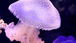 Watch Fields of Beautiful Jellyfish Swimming in Peace