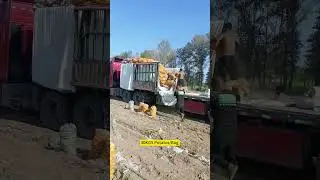 Manually load harvested potatos - They knew they would probably get back injured and pained !