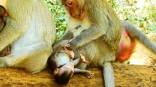 Mummy...Don't Hurt Me ! Small Baby Braven Nearly fall And Hurt, Why Blacky Mum Doing This On Braven?