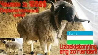 O'zbekistonning Qimmatbaho Chempioni2022 г.Чемпион в триох областей.