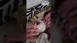 кошка 