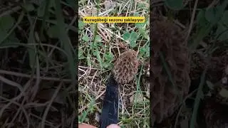 Kuzugöbeği mantarı sezonu yaklaşıyor. Video geçen sezondandır.