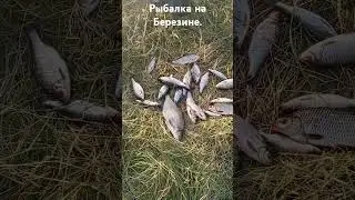 Рыбалка. Рыбалка на Березине. Рыбка бастует.. #всеизжизни #fishing #рыбалка #рыбалканаберезине