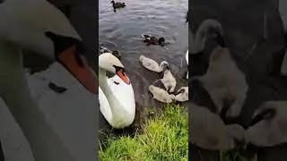 парочка лебеді та їх каченята 