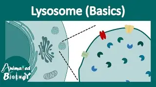 Lysosome structure and function