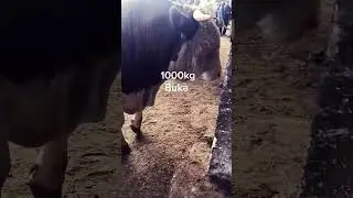 1000kg lik Buqa Novos 1 tonnalik  