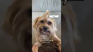 This is the story of a dog named Carlos 