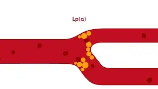 What is Lipoprotein (a)?