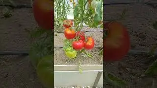 Томат Подольский гигант