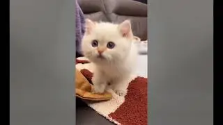 Cute Cat Compilation 🐈| Beautiful Cat| Humpty Hobbies