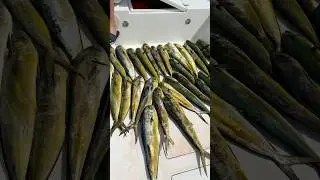 Поймали 29 Махи Махи на Фуджейре 