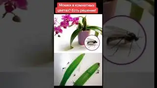 Избавляемся от мошек в цветах раз и навсегда #цветы #квіти #flower #мошки #shorts  #комарики #diy