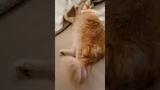 Згодні? #trending #cat #тренди #тренд