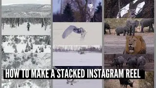 Get Noticed on Instagram with this Free Staked Video Reel Template!