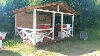 За час прилетело два пчелиных роя