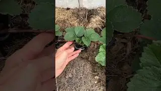Сажаем клубнику в августе. Как выбрать кусты для посадки