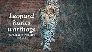 Leopard attempts to hunt warthogs