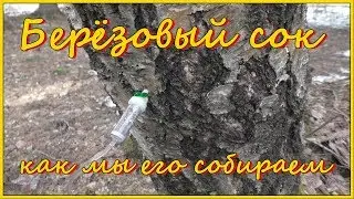 Берёзовый сок - как мы собираем берёзовый сок