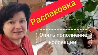 ПЕЛАРГОНИИ. Новые сорта сразу черенкую.