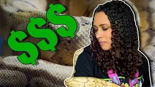 The Cost of Owning a Ball Python