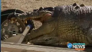 Qld police search for killer of up to 100yo Fitzroy River croc, fine of up to $28k