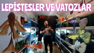 ÖZEL Tür LEPİSTESLER ve VATOZLAR L144 TÜĹ SÜPER RED TÜL !!! melekler