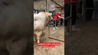 MASHAOLLOH BOQQANGA RAXMAT 👍 657 KG 54.000 SO‘M BARAKA TOSHKENTDA SIZDACHI ?.