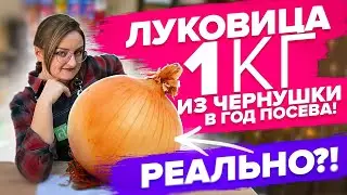 КАК ВЫРАСТИТЬ КРУПНЫЙ ЛУК ИЗ СЕМЯН!? КОГДА СЕЯТЬ ЭКСИБИШН
