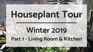 Part 1: Houseplant Tour 2019 | 220+ Plants | Living Room & Kitchen