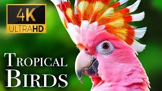 Tropical Birds with Names and Sounds in 4K - Scenic Relaxation Film