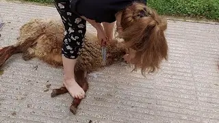 lady butcher goat/ daily vlog