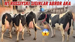 N1 Sigirlar ABROR Akadan Voy Doddd 😱😱😱