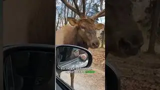 Самый Невероятный Случай Лось Умолял О Помощи Людей