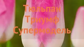 Тюльпан обыкновенный Супермодель (tulipa) 🌿 обзор: как сажать, луковицы тюльпаны Супермодель